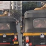 The Stray Dog Who Took an Auto-Rickshaw Ride 