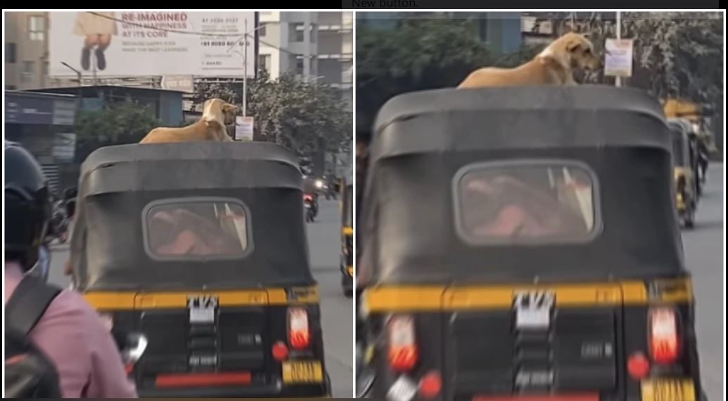 The Stray Dog Who Took an Auto-Rickshaw Ride